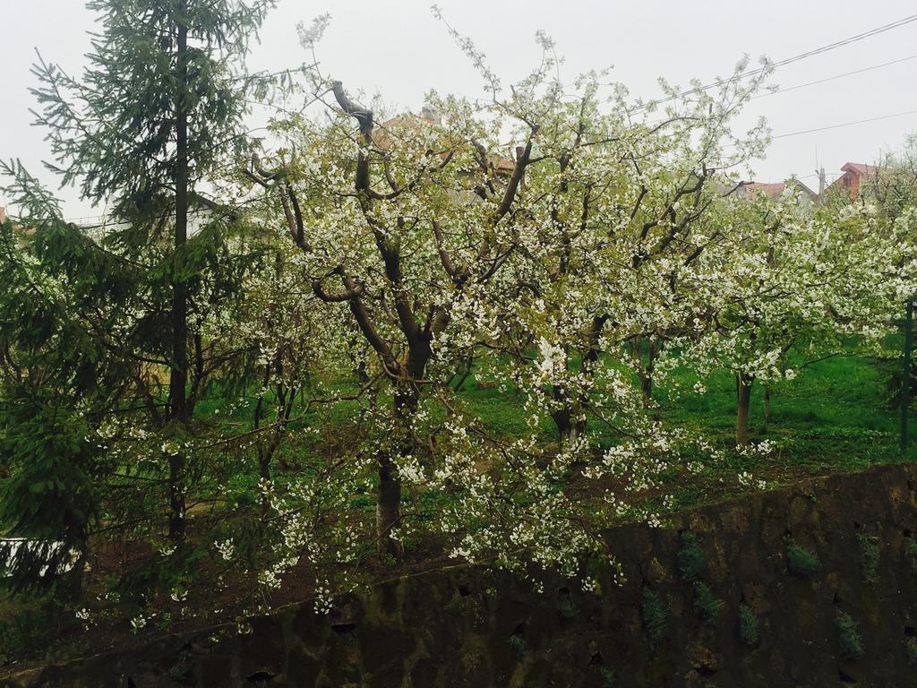 Pension Garofita Iasi Esterno foto